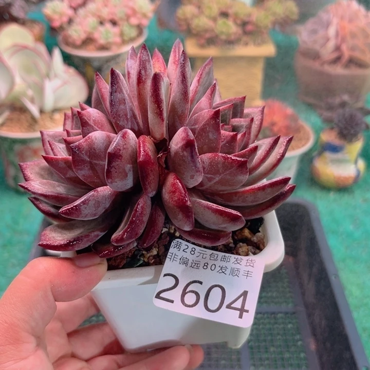 大2604:？xbvbnvvv