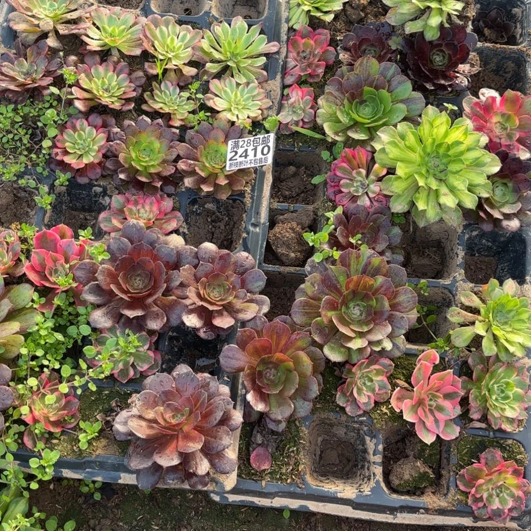 S. 2410一框多肉，12333