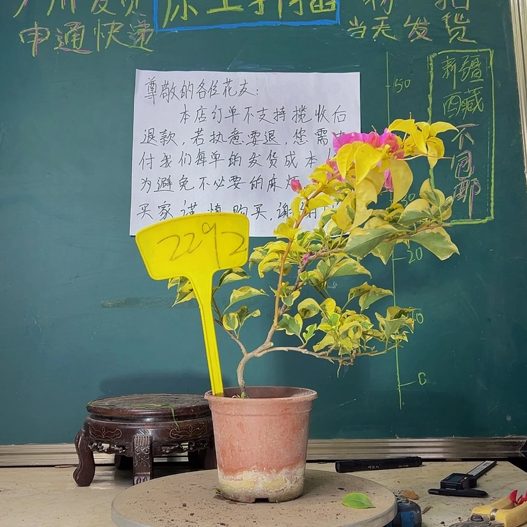 当前无花栽培后可以开花造型 中国丽人2292