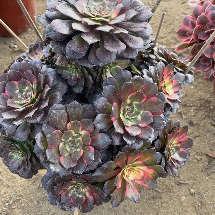 无花朵317多肉植物烟花