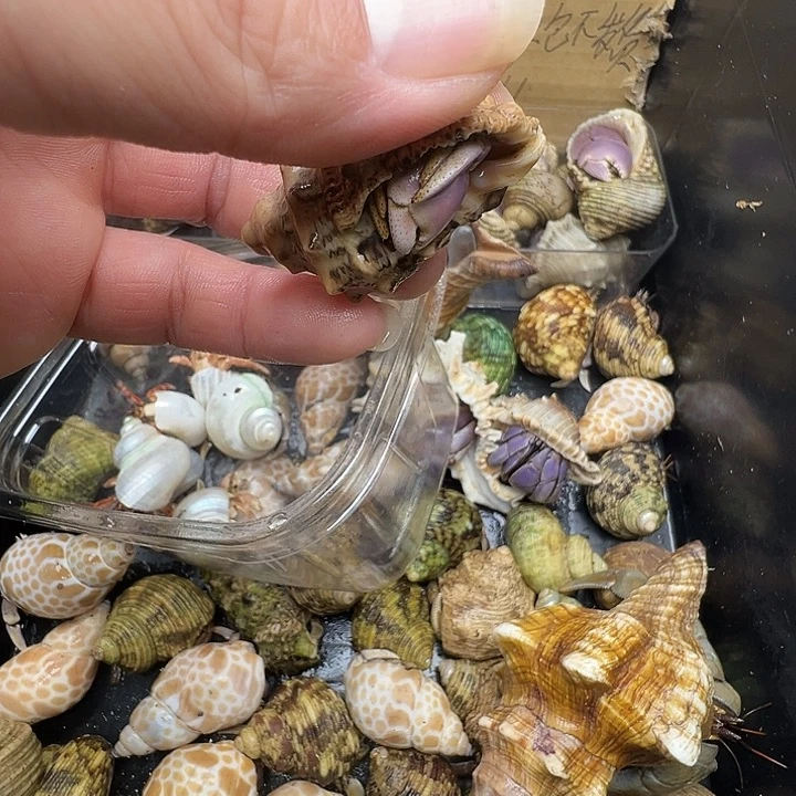 1.5口短腕一只包活不包全品