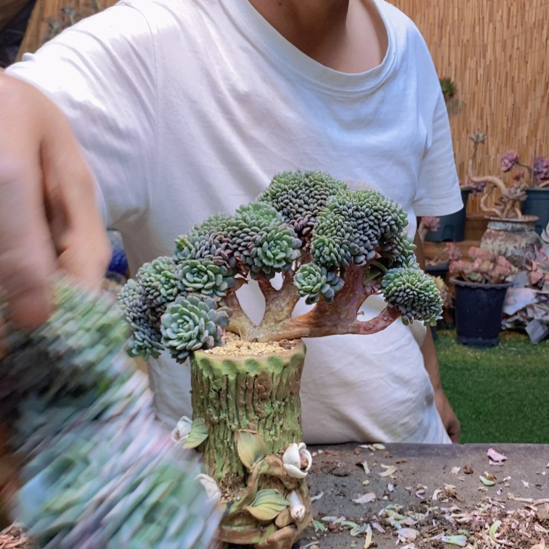 墨**颜白胖子缀化小树54