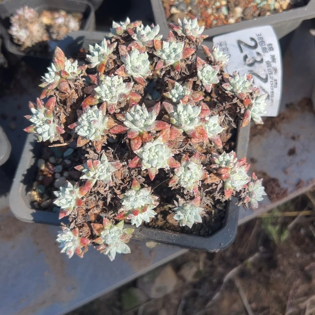 大脸白菊～一物一拍2324