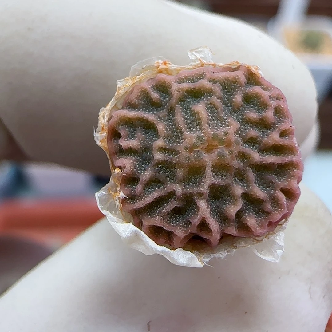 212超级烧麦优选