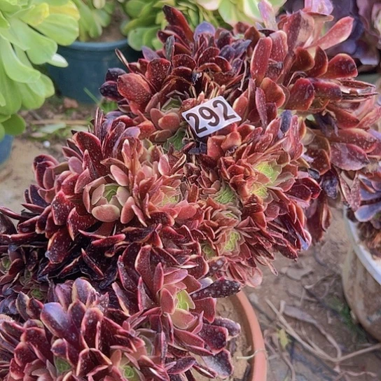 爱*正多肉植物一个