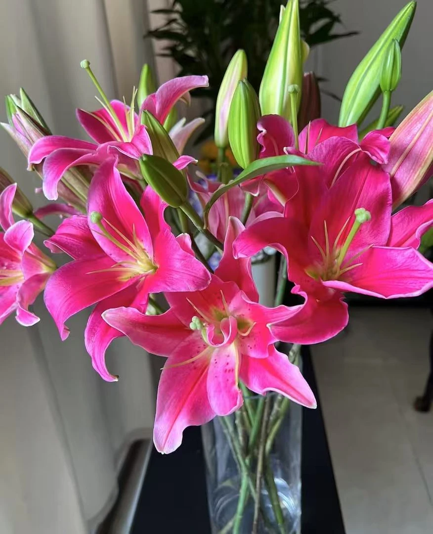 四季可种1颗《粉精灵》1颗14/16进口香水百合球