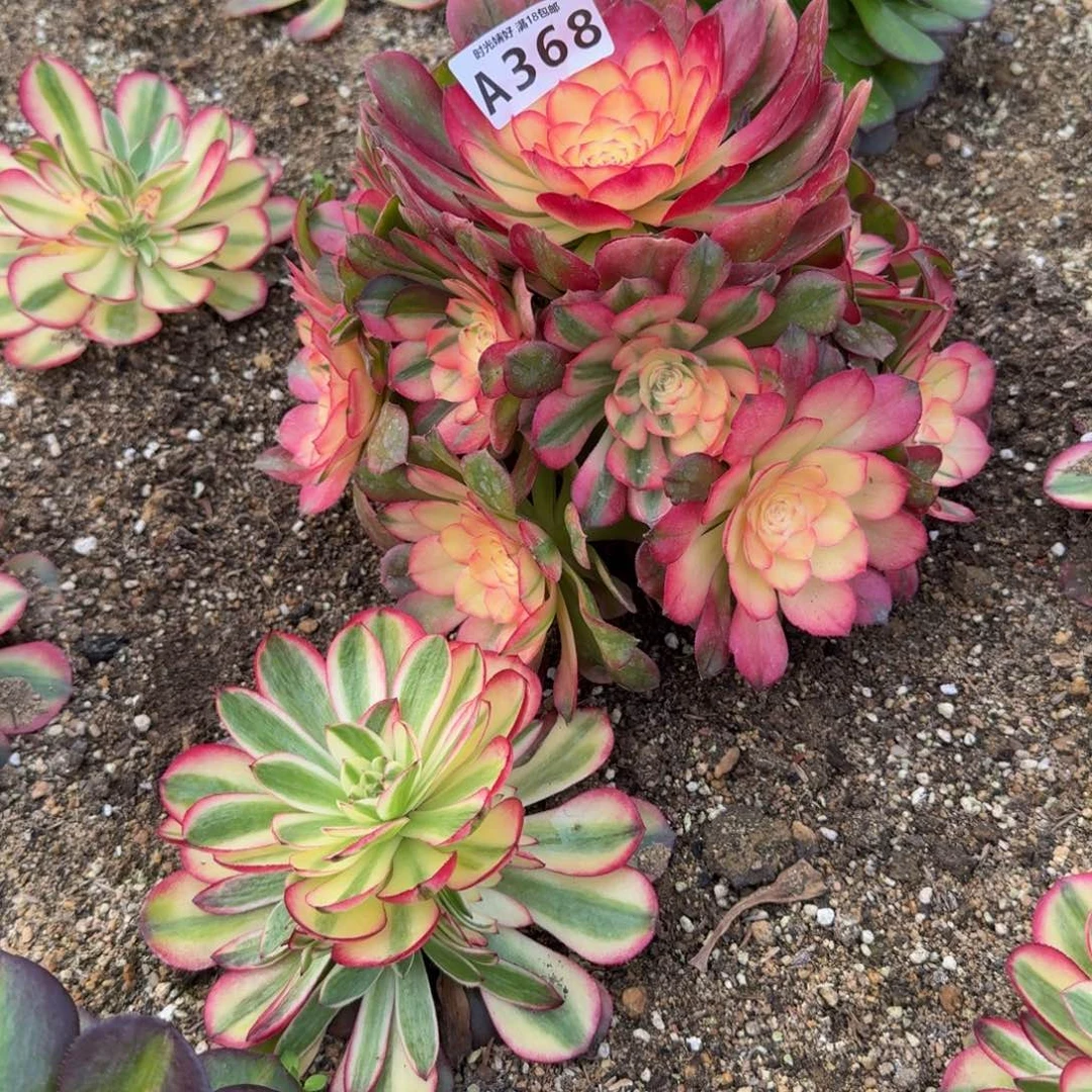 赫*雅368荔枝到春天。多肉植物