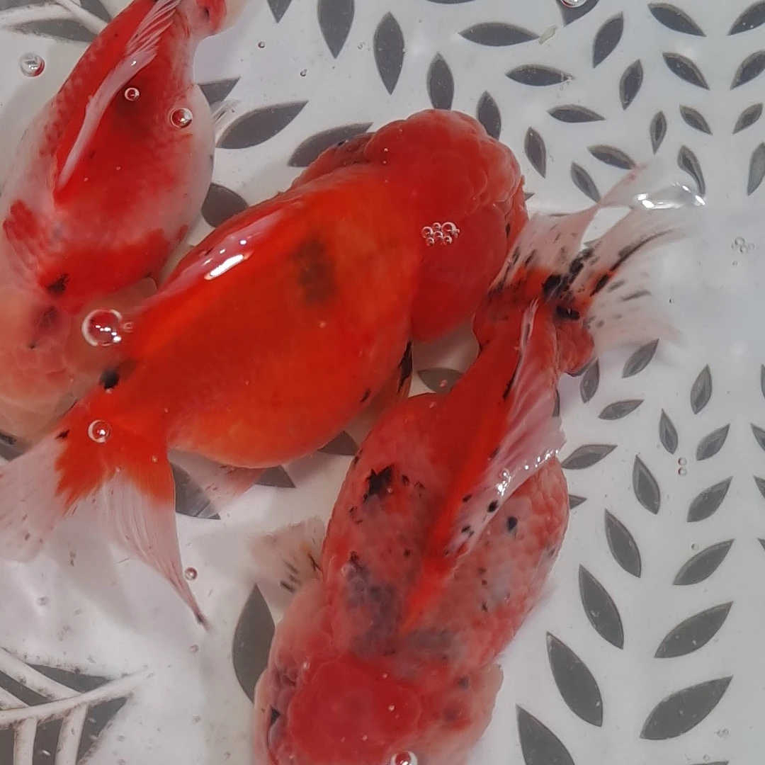 金鱼元宝师观赏鱼冷水鱼