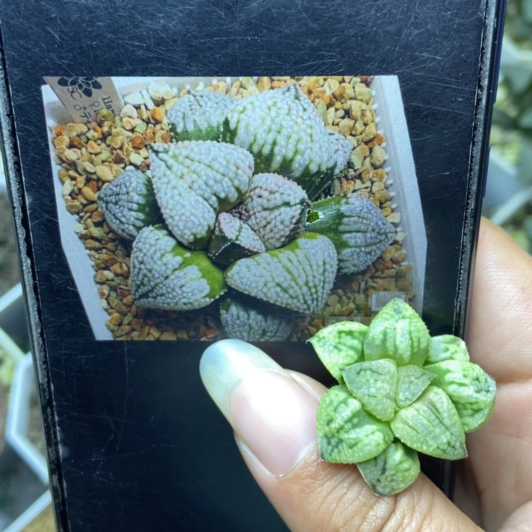 是是是是是是是是是寿