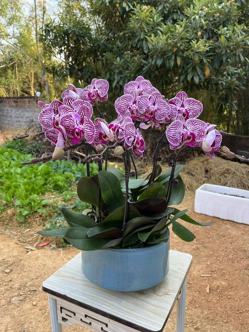 蝴蝶兰【喜鹊】紫色花系喜庆感基地直发室内鲜花