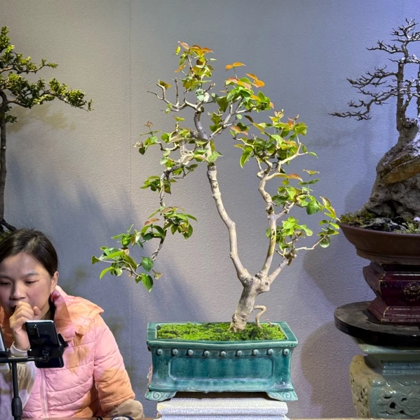 原生老桩巴西红果盆景