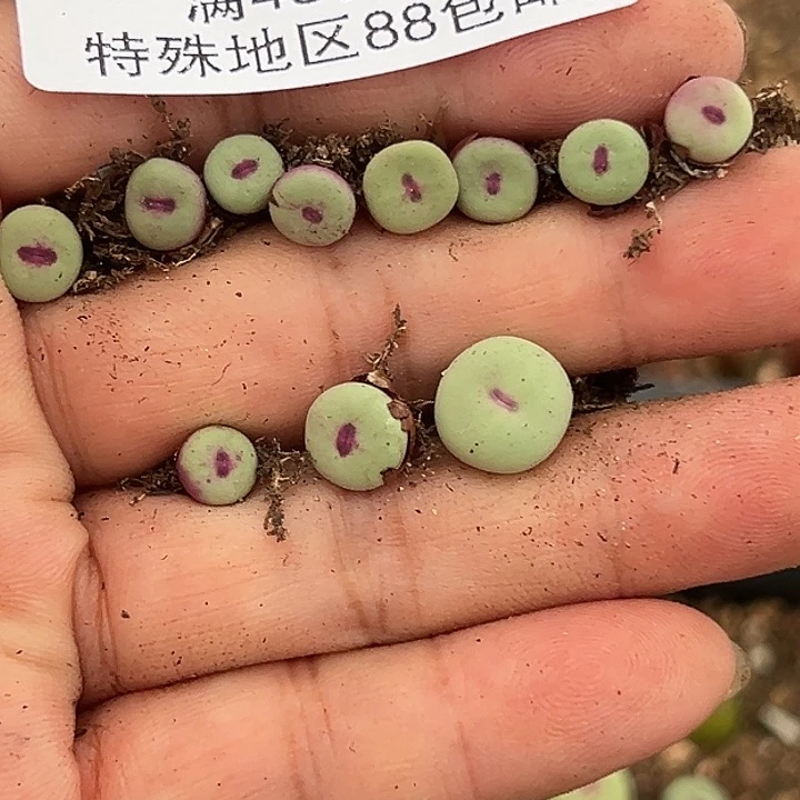 小***电061号小红嘴11个多肉植物