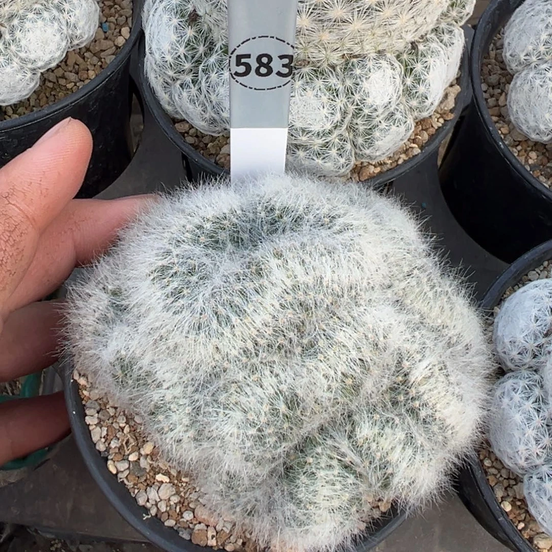 芳香丸缀化多肉植物583