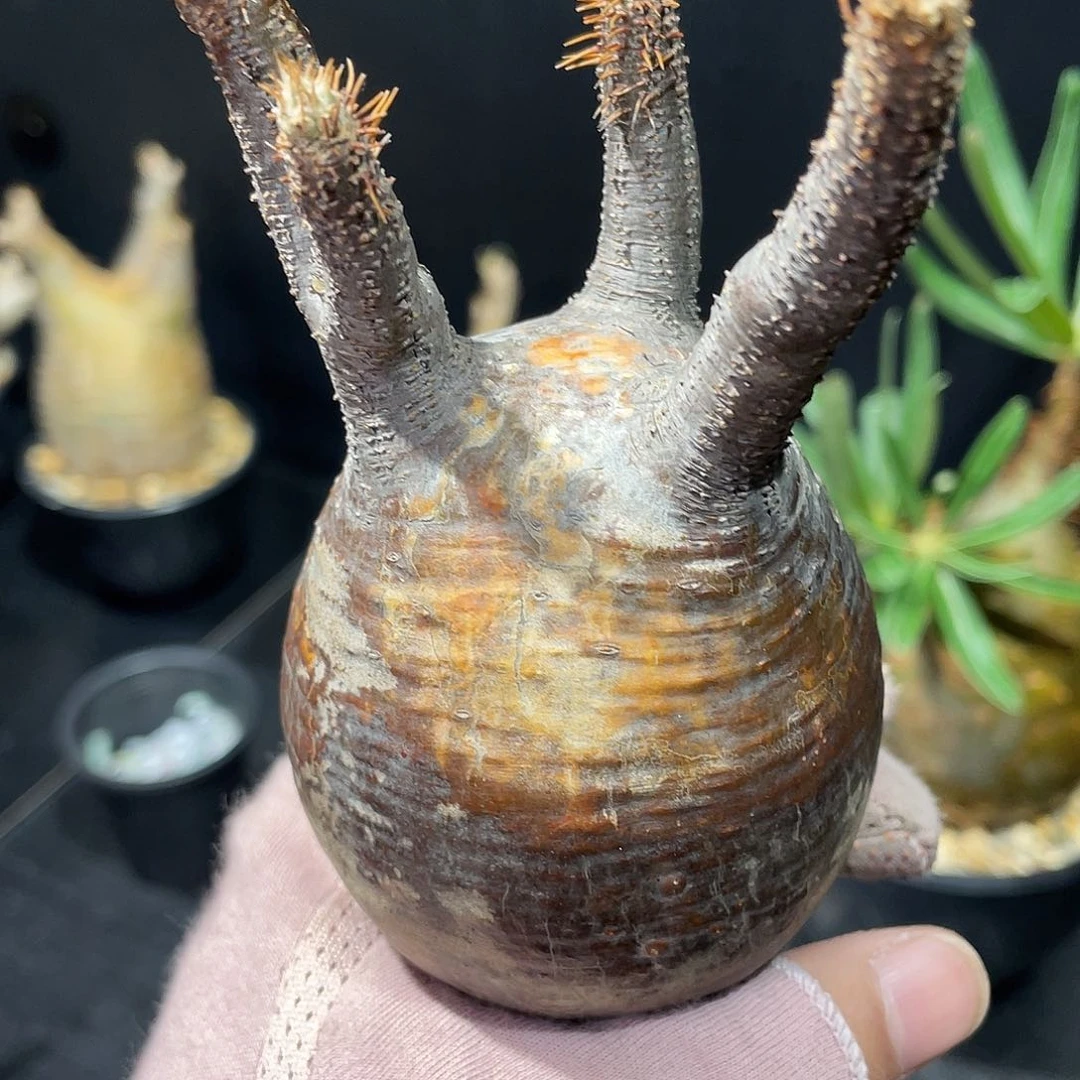 飘****乐象牙宫老家熟桩的