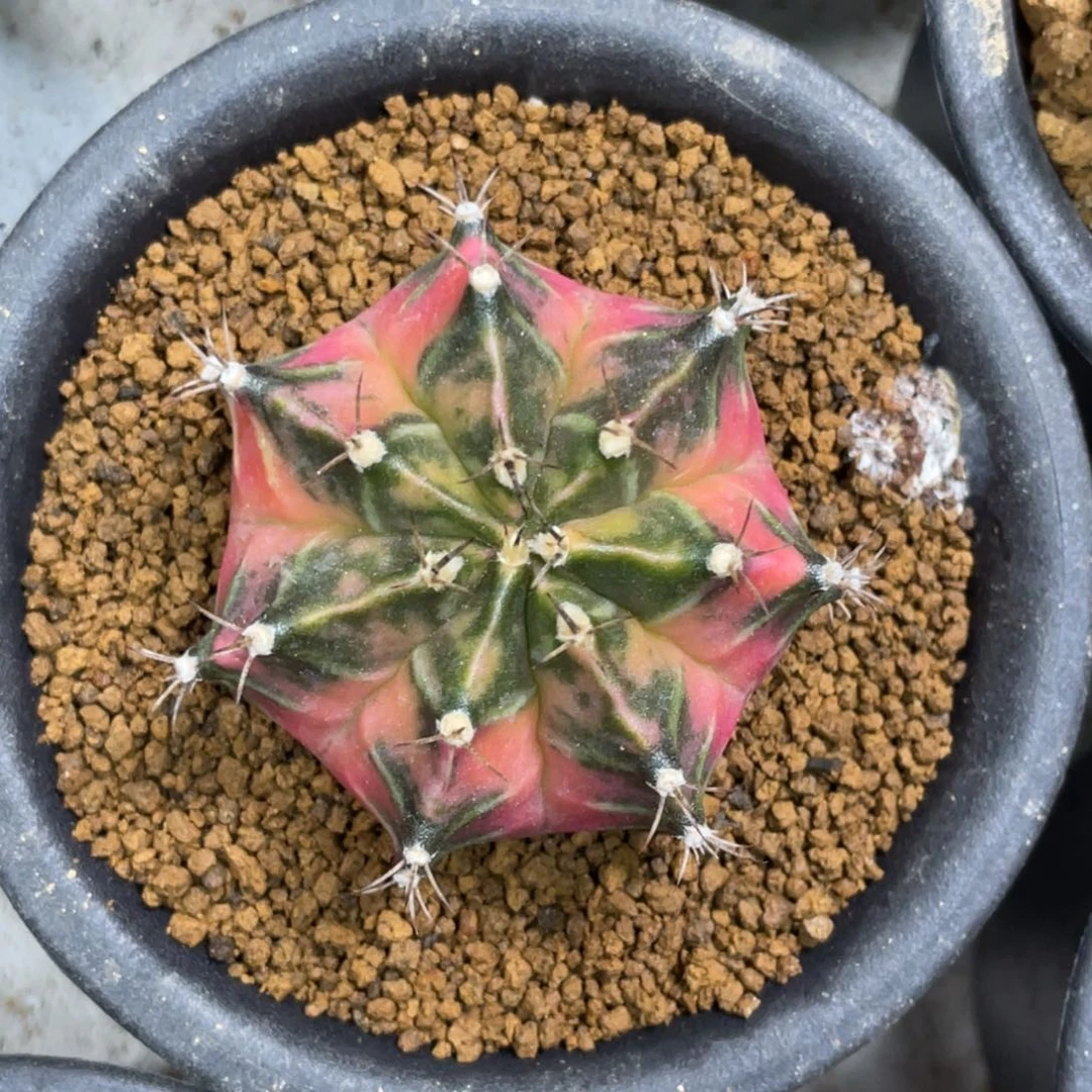 当前无花朵，栽培后可花朵橘粉臀绿背锦