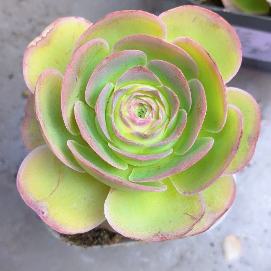 山地玫瑰一物一拍E047孤品包子