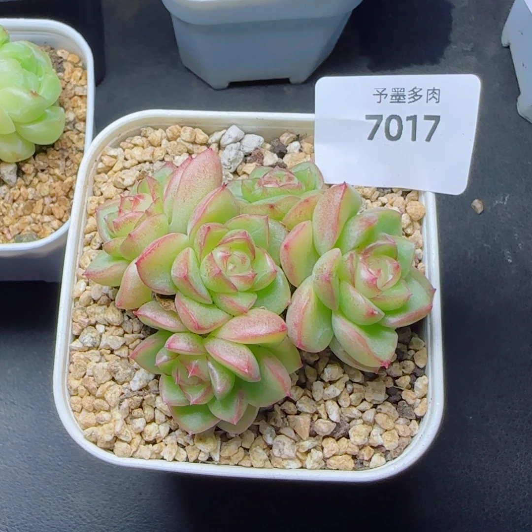 浅纱云，7017多肉植物