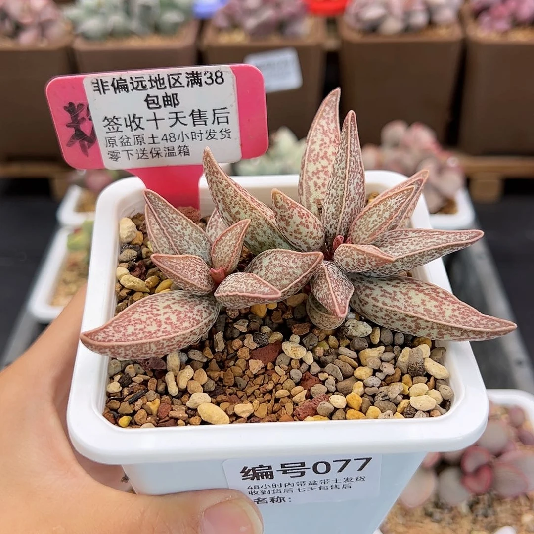 077红太平多肉植物