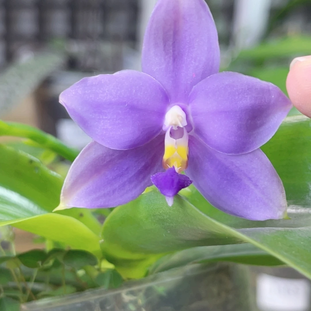 完全开放SWR22MC-1431