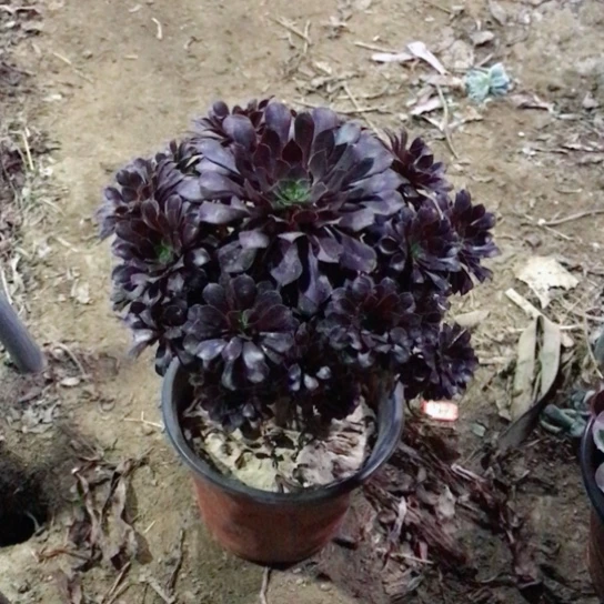 幸***神黑铜法师多肉植物32