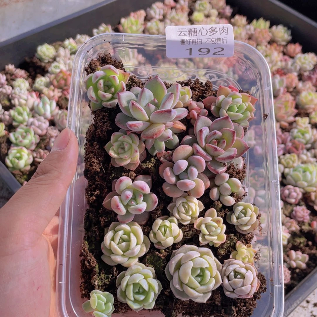 云糖心多肉植物192