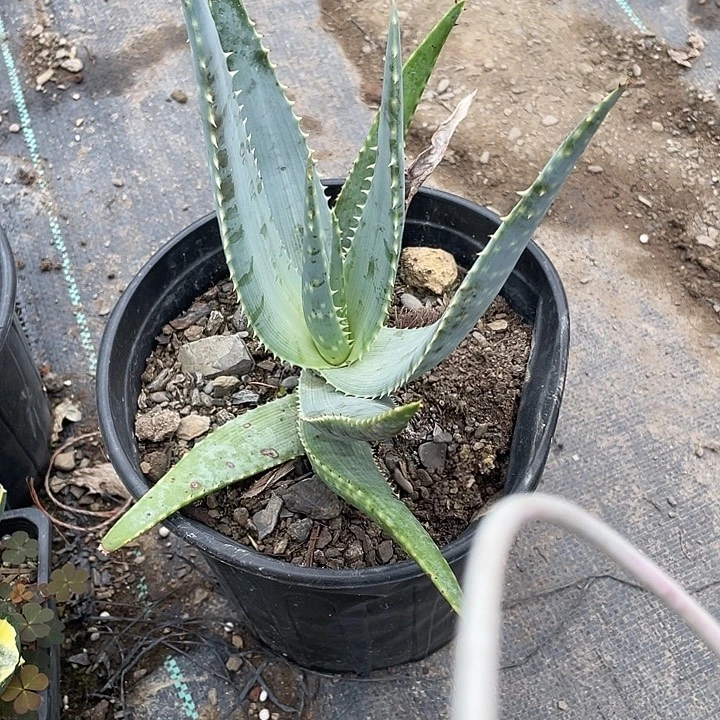 无****无花朵龙舌兰绿色植物