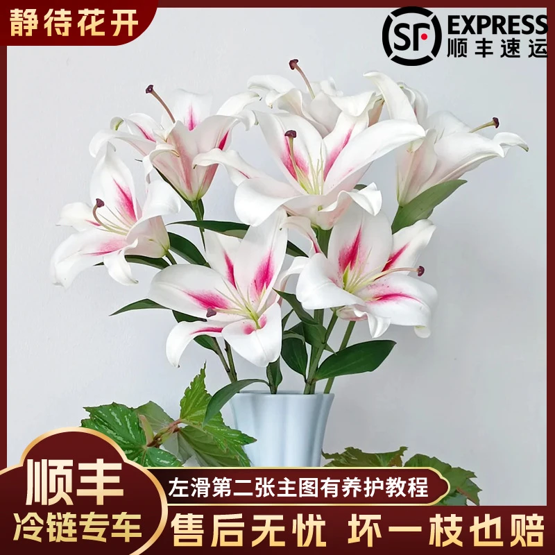 【静待花开】小仙女-A级多头单瓣香水百合品质鲜花昆明斗南基地直发