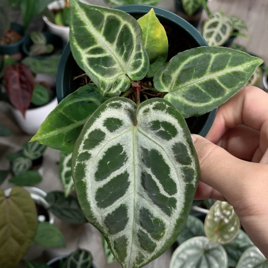 完全开放skg银杂skg银红