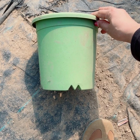 小绿盆2个口径15高15无托盘20包邮