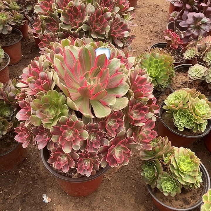 173多肉植物瑕疵特价，