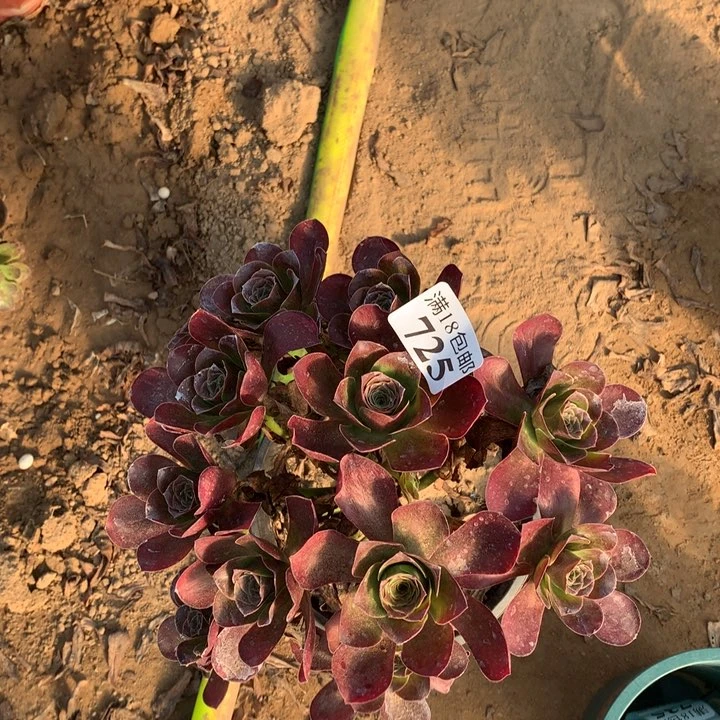 725魅金玫瑰绣球2