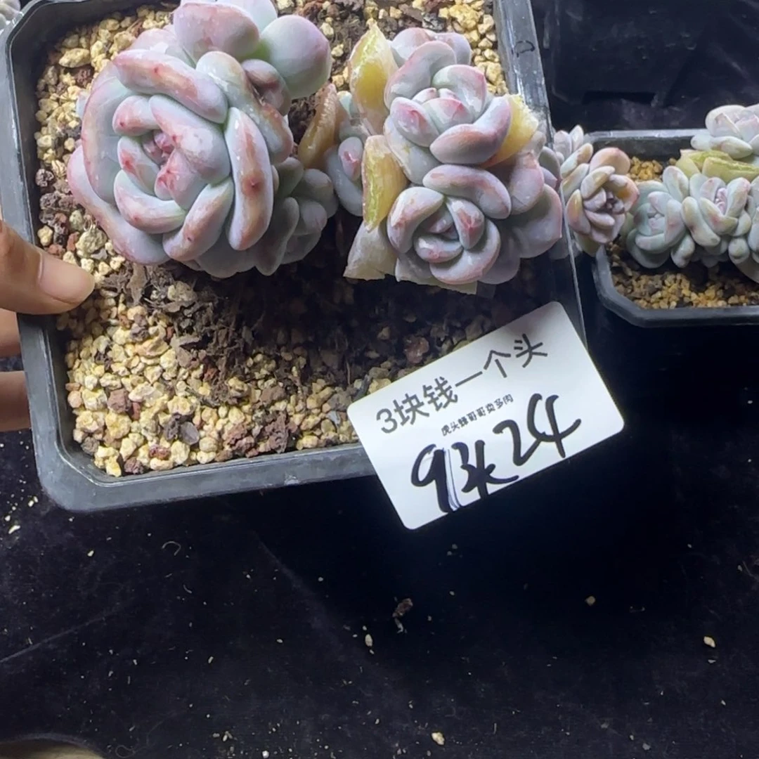 9头星影一物一拍掐心