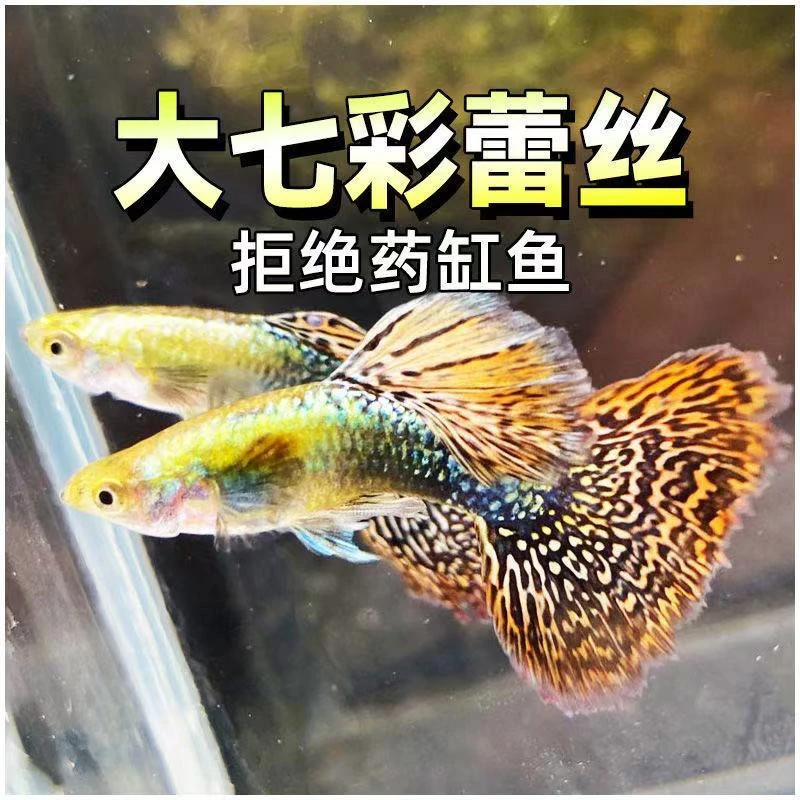 精品红龙七彩龙鳞孔雀鱼赛级基因小型观赏鱼耐活
