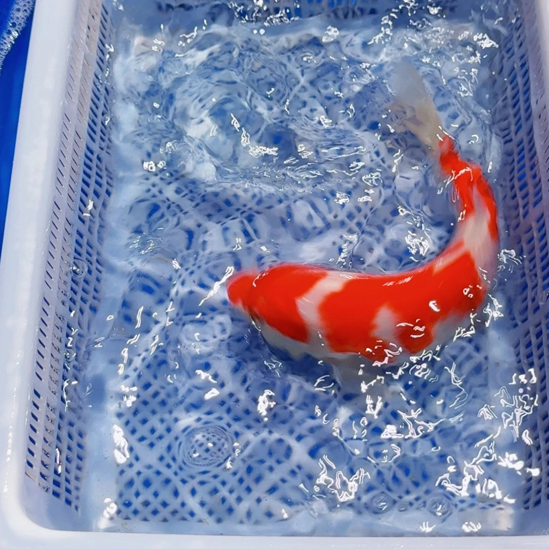 锦鲤精品锦鲤包邮包损