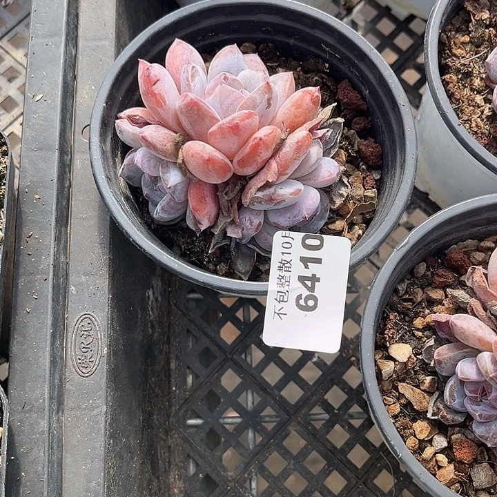 阿雅园艺。      6410