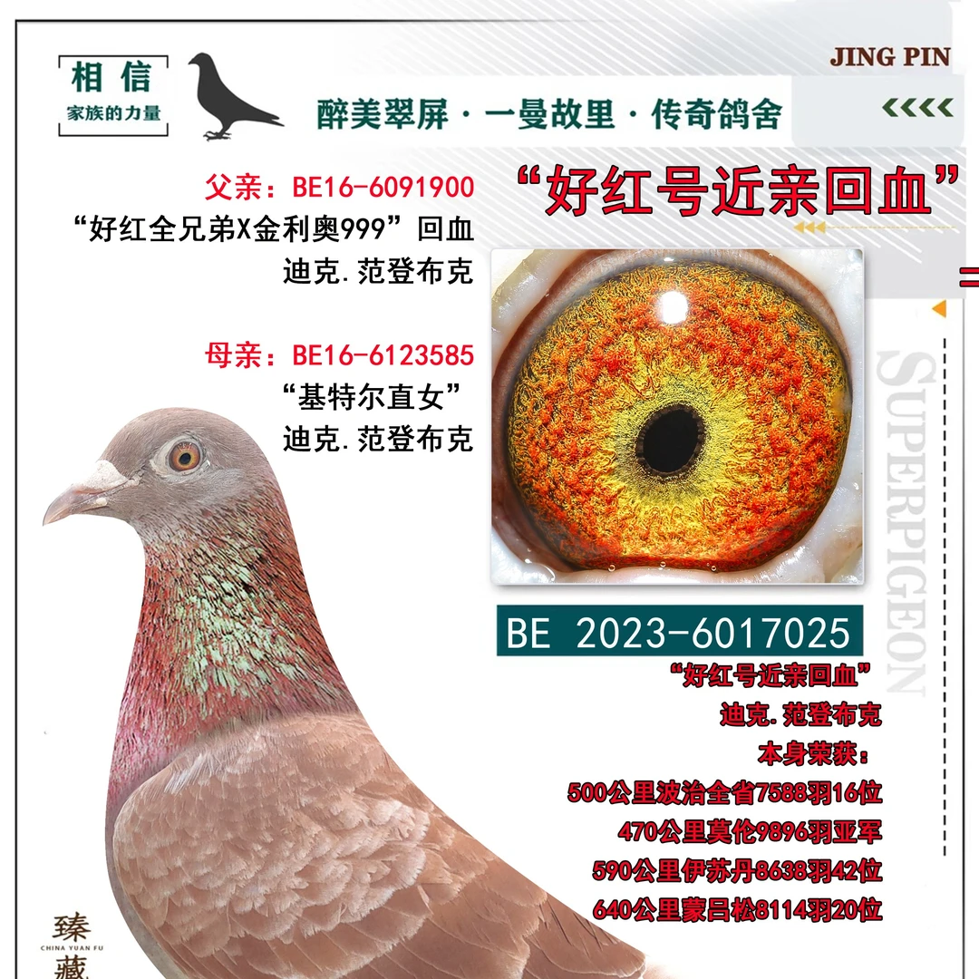 成绩正品信鸽赛鸽原环血统公棚赛鸽冠军高级鸽子种鸽成年信鸽