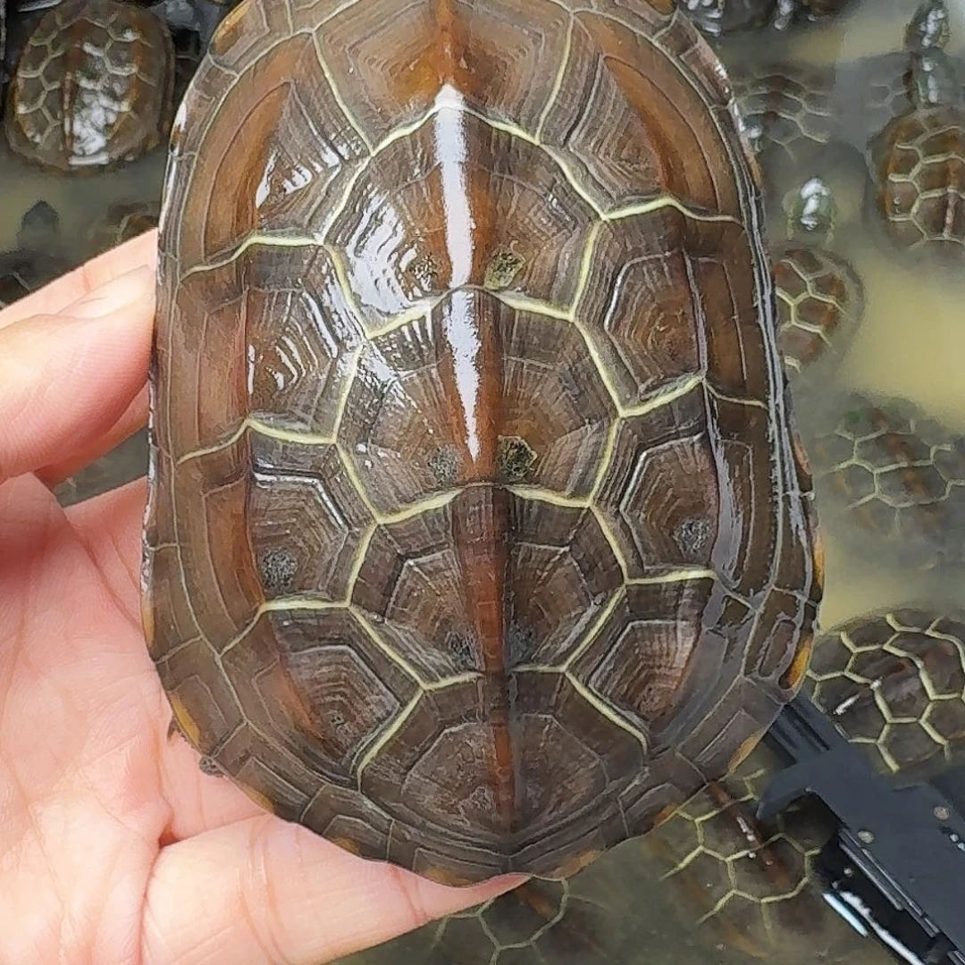 中华草龟母是一个集休闲农业的休闲胜地以及现代