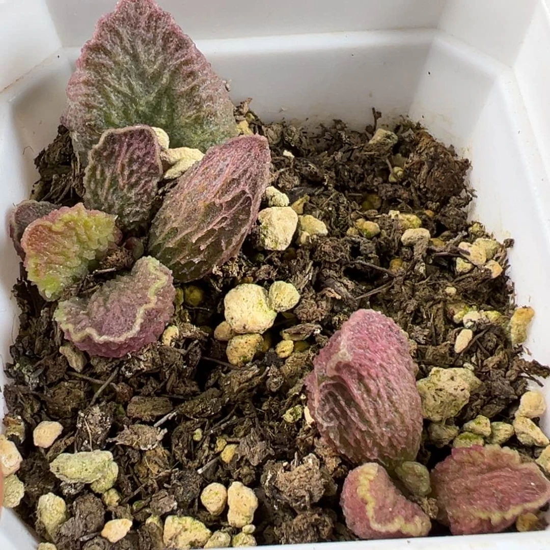 大鱼海棠带倒刺多肉植物水泡