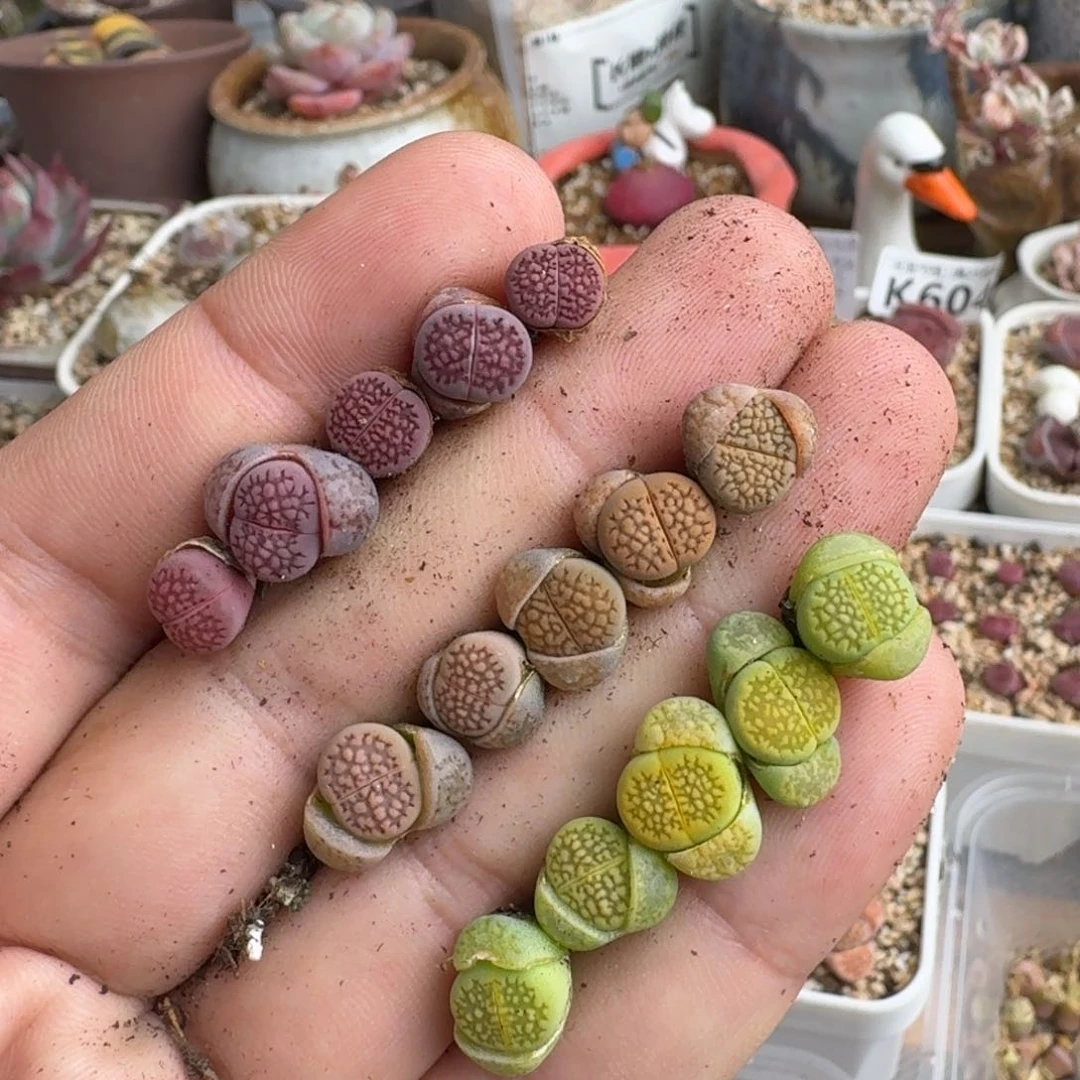 F180紫巴里回交黄绿巴里杂等