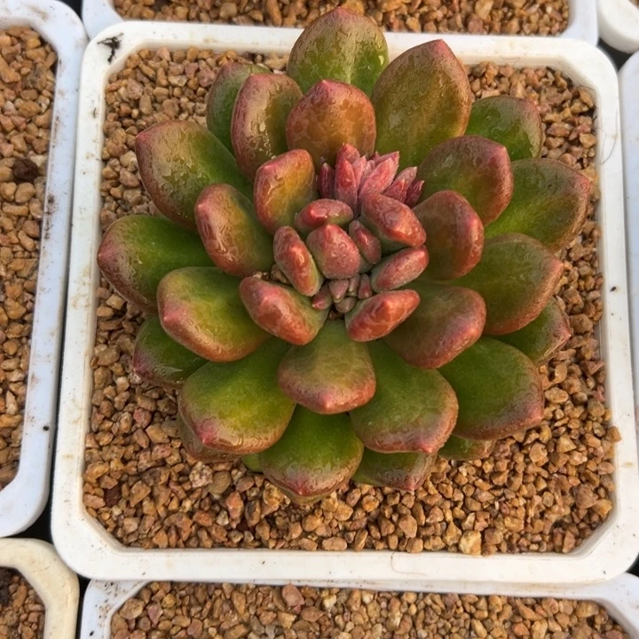 精品多肉植物老桩新品美人随机发一棵