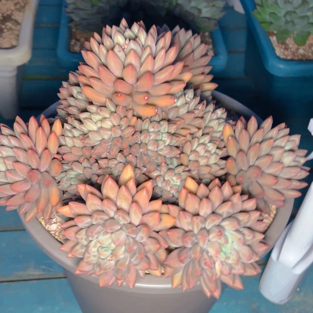 多肉植物保护研究所所长