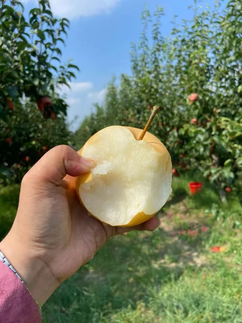 正宗砀山秋月梨当季新鲜水果皮薄多汁脆甜可口