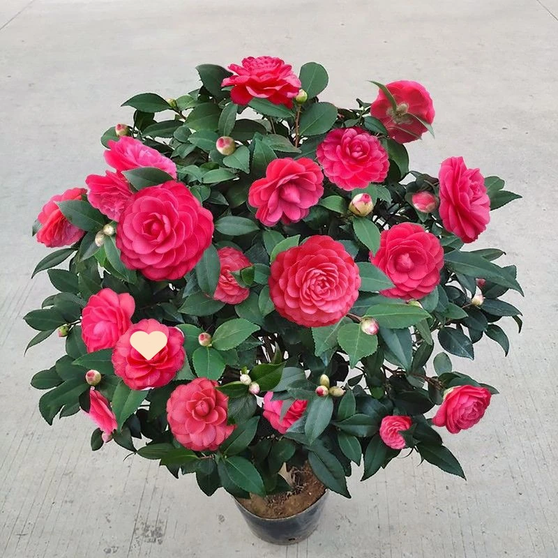 【高70-90带花苞原盆培育盆】茶花四季阳台花卉庭院好养活四季茶花