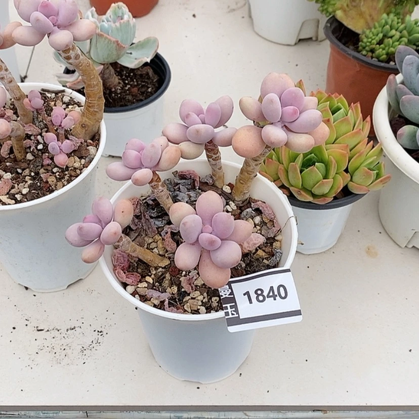 【闪购商品】桃蛋1840