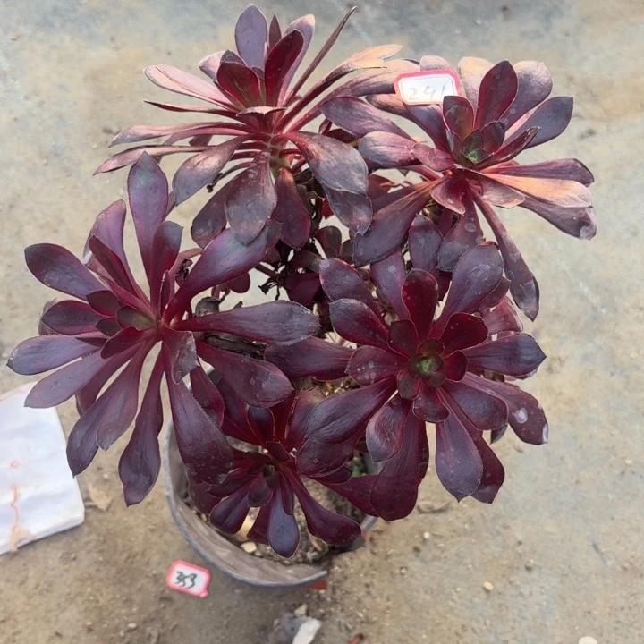 一物一拍嫁接火凤丛林有砍朵291