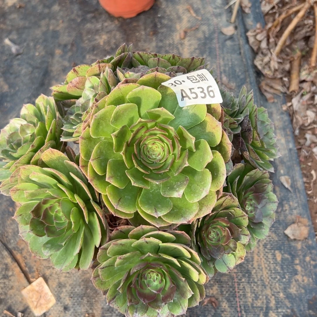 536 多肉法师不包侧枝