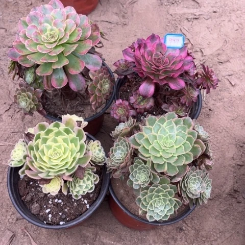 999多肉植物组合，