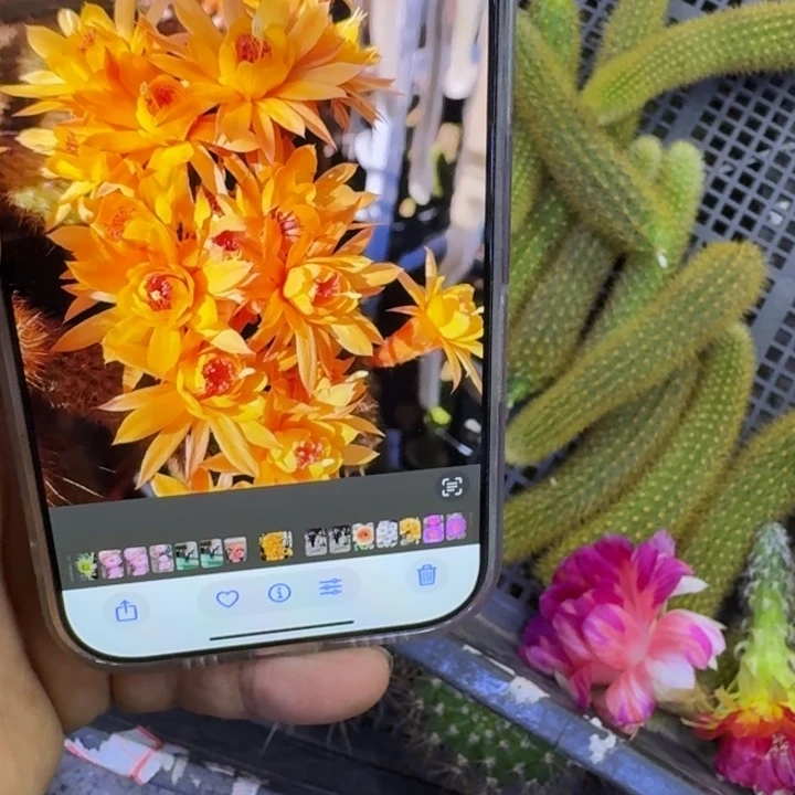 351金妞黄水晶2个无根侧牙小，20包邮