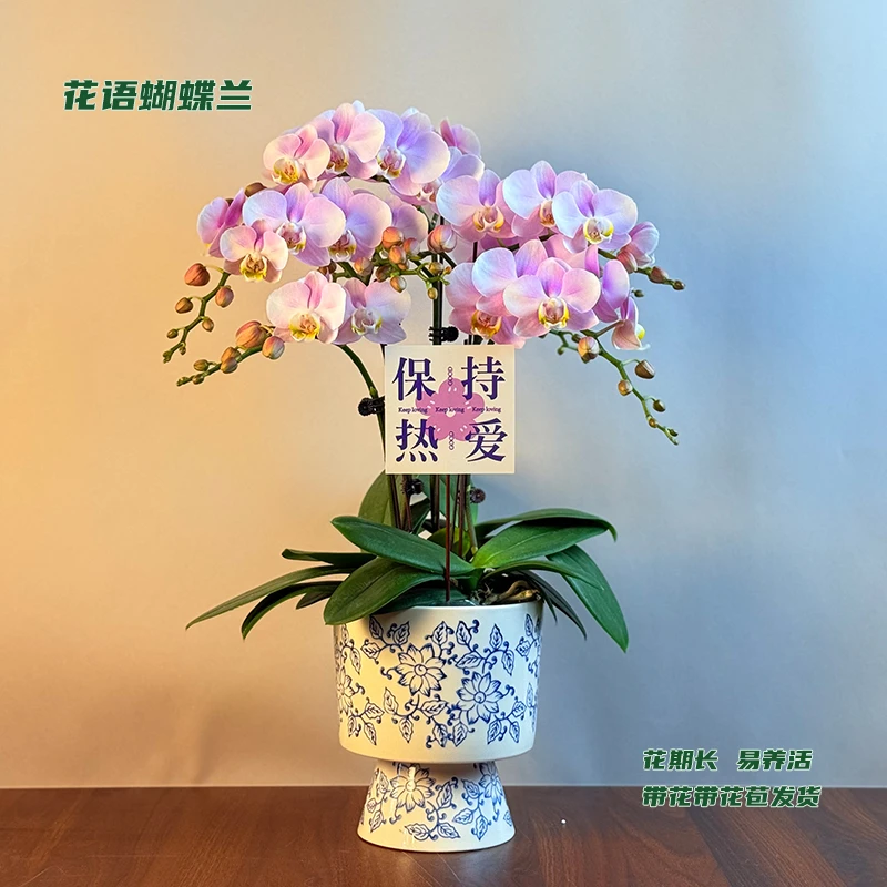 蝴蝶兰【天使】 带花带花苞发货 室内客厅阳台花卉 好养易活
