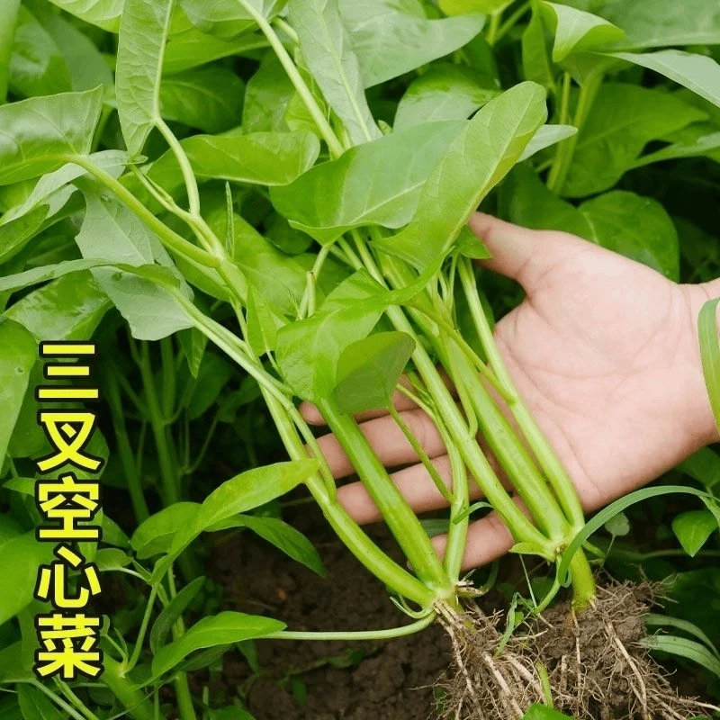 【全店满5包包邮】本地三叉空心菜种籽蕹菜种子耐热四季阳台盆栽